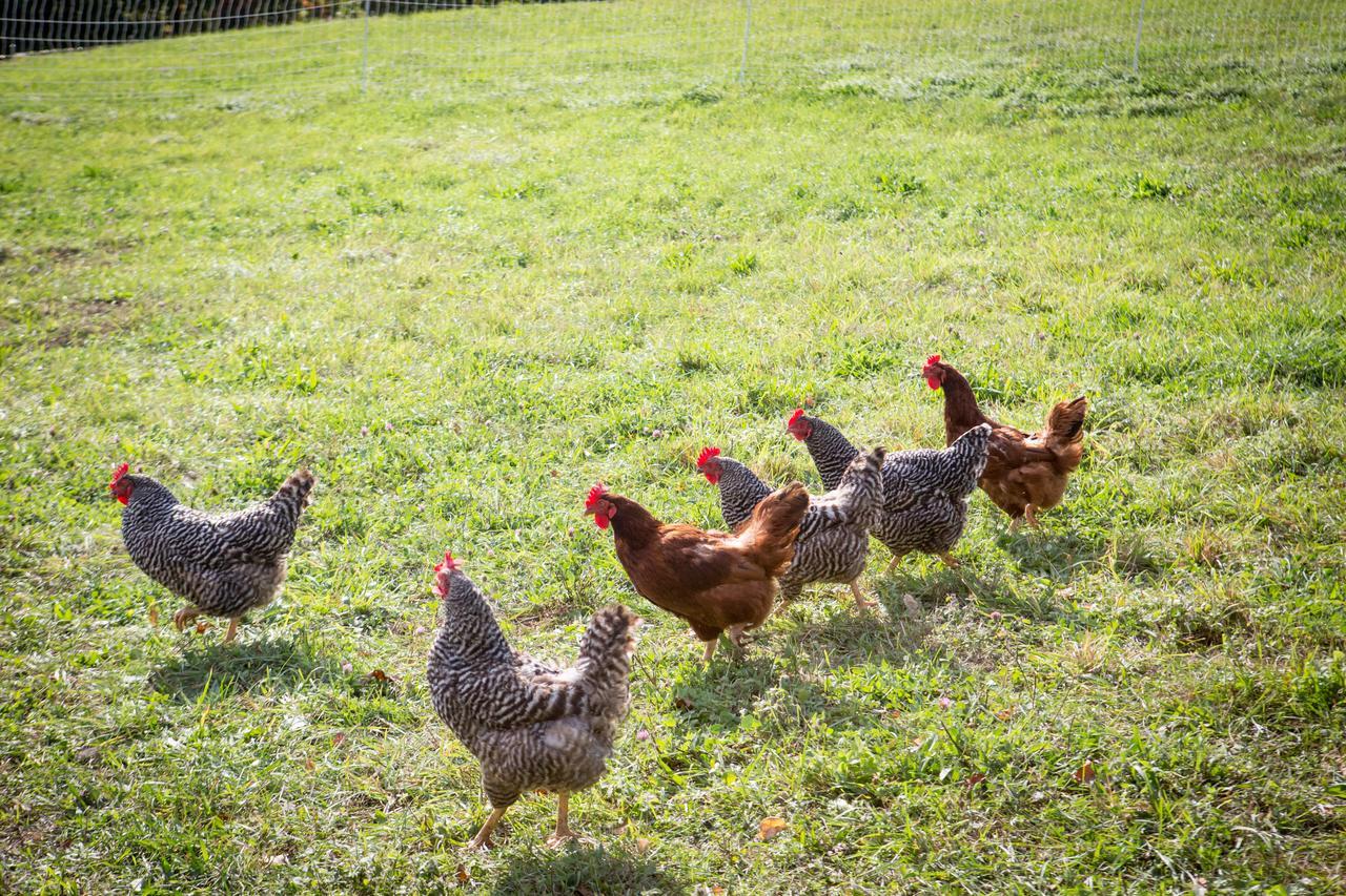 فيلا Woodstock Sustainable Farms الغرفة الصورة