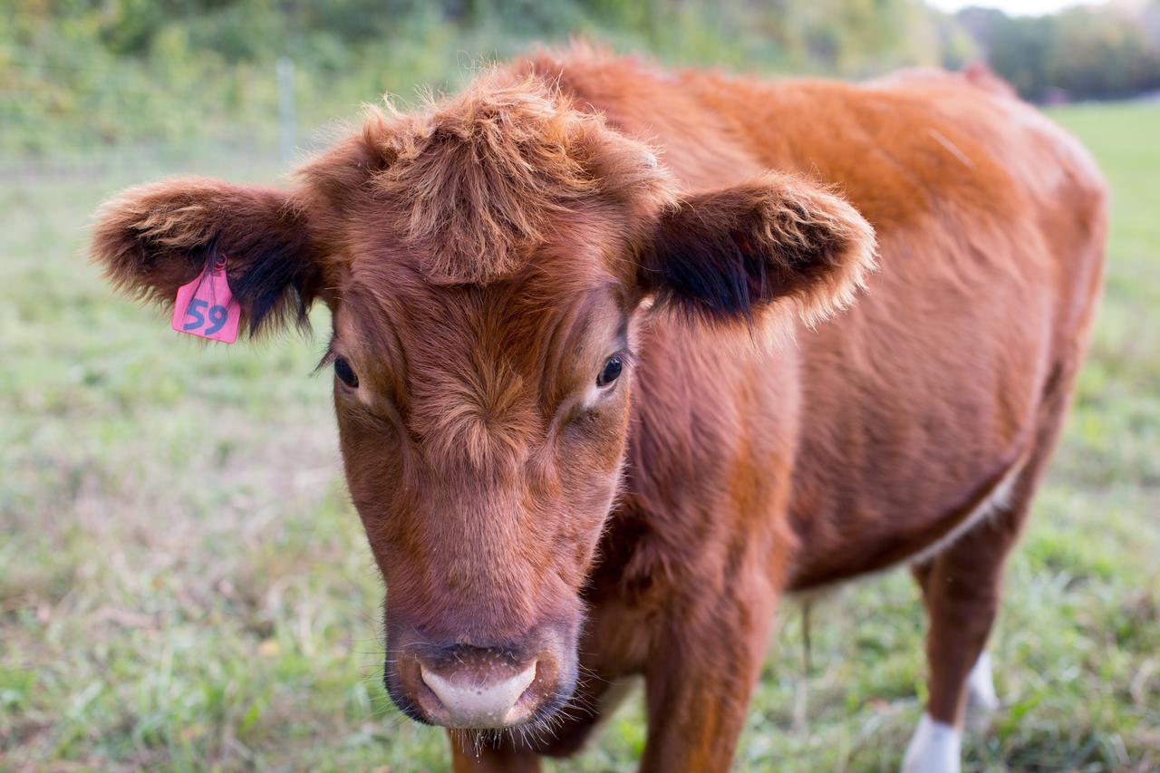 فيلا Woodstock Sustainable Farms الغرفة الصورة