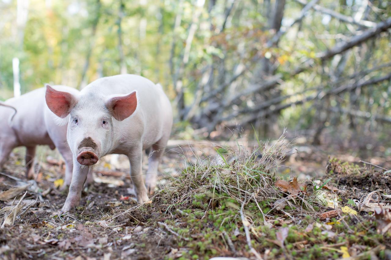 فيلا Woodstock Sustainable Farms الغرفة الصورة