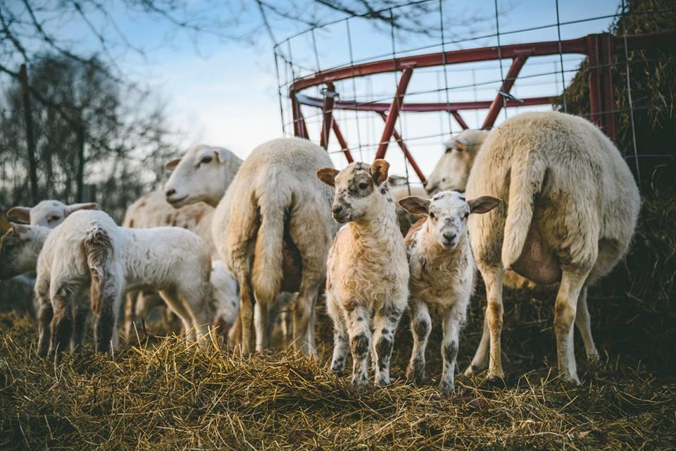 فيلا Woodstock Sustainable Farms الغرفة الصورة